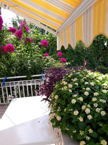 Apartment Mirela Mlini